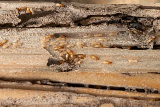 Best Rat Extermination Near Me  in Cowarts, AL